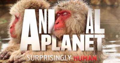 Без Animal Planet и "Евроспорта": медиагруппа Discovery замораживает вещание в России
