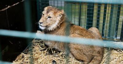 Шесть львов из Киевской области эвакуировали в Бельгию и Испанию