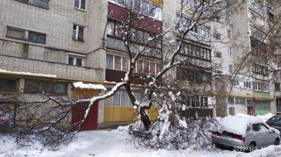 Сломанное дерево нависло над подъездом многоэтажки в Воронеже