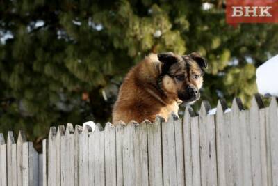 Сыктывкарский «Друг» просит помощи в закупке продуктов и медикаментов для собак