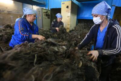 Ставрополье увеличило экспорт шерсти на 60% - etokavkaz.ru - Россия - Китай - США - Белоруссия - Индия - Финляндия - Болгария - Дания - Ставрополье