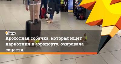 Крохотная собачка, которая ищет наркотики в аэропорту, очаровала соцсети