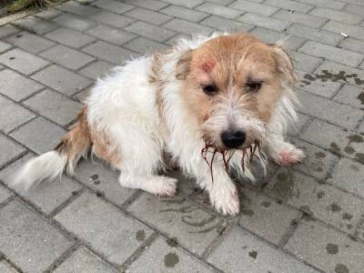 Жестокость к животным: живодер избил собаку лопатой и выбросил к отходам