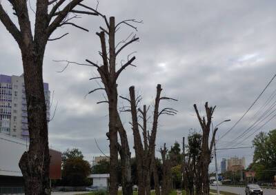 Рязанские урбанисты призвали мэрию правильно кронировать деревья
