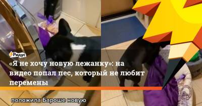 «Я не хочу новую лежанку»: на видео попал пес, который не любит перемены