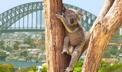 10 причин поехать в Австралию