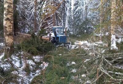 В Тверской области «черный лесоруб» проложил в лесу дороги, чтобы вывозить по ним деревья