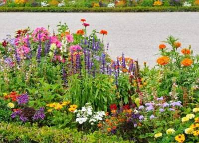 Клумба непрерывного цветения: украшение сада на все сезоны
