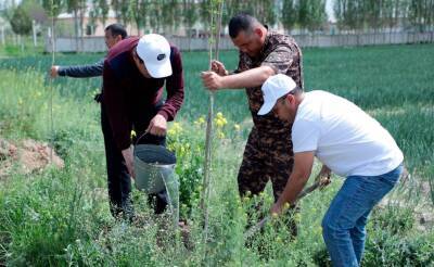 Эксперт объяснил, почему в Ташкенте и других городах планируется массовая посадка тополей