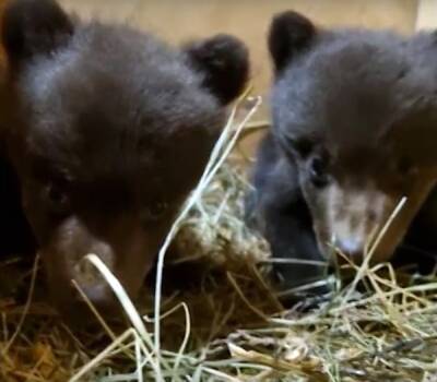 Медвежата из Ленинградской области, доставленные на реабилитацию к тверским биологам, получили имена
