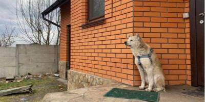 Макаровский Хатико. Уже месяц верный пёс ждёт хозяйку, которую жестоко убили кадыровцы