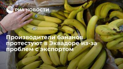 Производители бананов перекрыли дороги в Эквадоре из-за проблем с экспортом в Россию