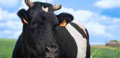 Чому уряд скасував заборону на експорт великої рогатої худоби та продуктів з неї