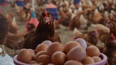 Минагро уверяет, что дефицита яиц, курятины и молока в Украине не будет