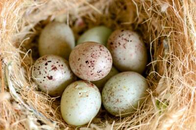 Кембриджский университет выяснил, как кукушки маскируют свои яйца в чужом гнезде