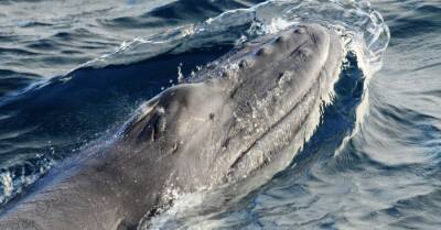 В Рижском заливе, возможно, был замечен кит