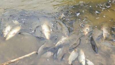 Видео: берега Ха-Яркона завалены мертвой рыбой