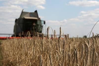 Высокие цены на зерновые будут держаться еще до 5 лет при лучшем сценарии