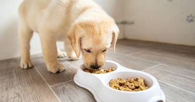 Ученые говорят, что большинство хозяев кормят своих собак неправильно