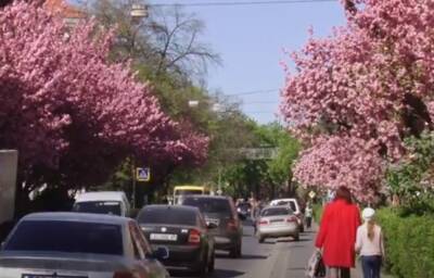 От минус 4 до плюс 22 градусов: синоптик Диденко рассказала, что 15 апреля Украину накроет настоящая весна