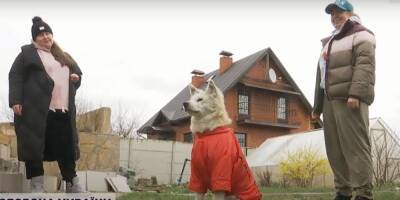 Продолжение истории хатико из Макарова. Собаке, которая ждала свою убитую кадыровцами хозяйку, нашли новый дом