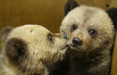 Медвежья тройня из Кировской области осваивается в Центре Пажетновых