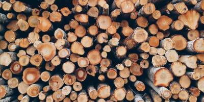 Запрет на импорт в ЕС российской древесины обойдется ей в $6 млрд в год