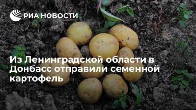 Из Ленинградской области в Донбасс отправили 12 тонн семенного картофеля