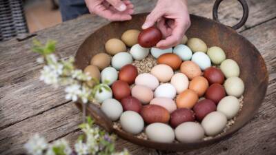 Отличная идея на Пасху: эти курицы несут разноцветные яйца