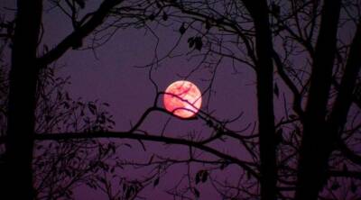 В выходные над Украиной будет светить полная розовая луна