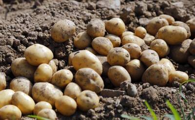 Дефицита картошки не будет, считают в Минсельхозе. В этом году планируется вырастить около 4,1 млн тонн картофеля