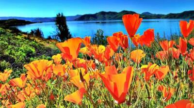 Где в Калифорнии полюбоваться цветением полевых цветов?