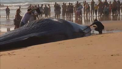 Кашалот выбросился на португальский пляж и погиб