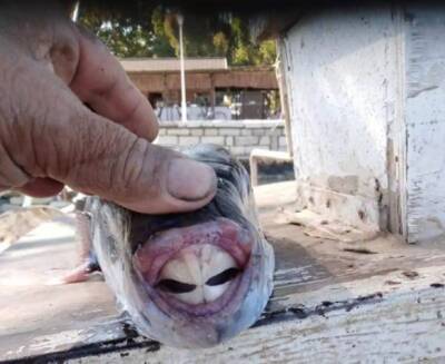 Опасная рыба-кролик снова появилась в греческих морях