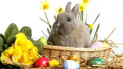 Светлый праздник Воскресения Христова: кролик, яйца и другие вопросы связанные с Пасхой