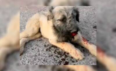ГУВД ищет живодера, который жестоко избил щенка на глазах у детей в Ташкенте