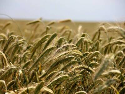 В Казахстане вводятся ограничения на экспорт пшеницы и муки