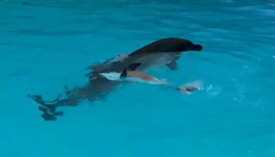 В Вербное воскресенье в Харькове родился дельфиненок