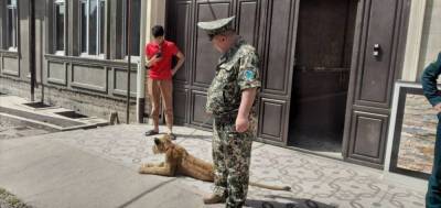 В одном из частных домов Ташкента держали львенка. Владелец заявил, что ему стало "любопытно" и он решил завести дикого зверя