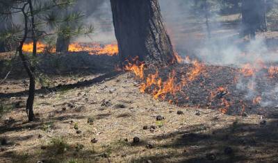 В Тюменской области зарегистрировано 4 новых лесных пожара