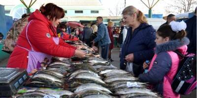 В Одесской области рыбакам разрешили ловить дунайскую селедку