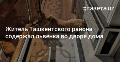 Житель Ташкентского района содержал львёнка во дворе дома - gazeta.uz - Узбекистан - район Ташкентский - Экология