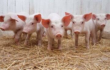 Ученые научились определять эмоции свиней по издаваемым ими звукам