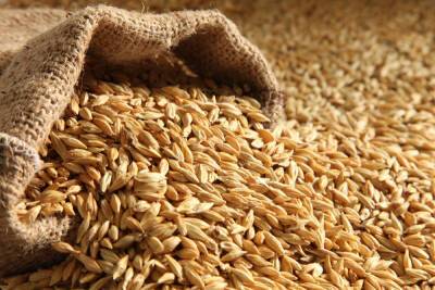 Введен в действие новый межгосударственный стандарт на зерно ячменя