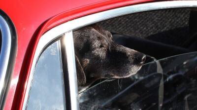 Ремень для собаки, жилет для пассажира – за что штрафуют туристов в Европе