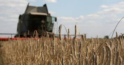 В этом году Украина не засеет зерном треть полей, — прогноз ООН