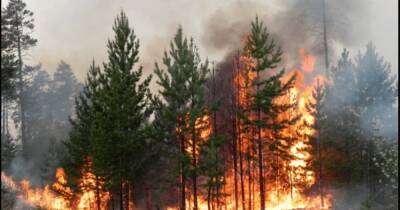 В России начались масштабные пожары в Сибири (видео)