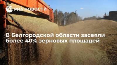 В Белгородской области засеяли более 40% зерновых площадей