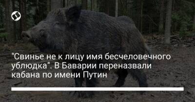 "Свинье не к лицу имя бесчеловечного ублюдка". В Баварии переназвали кабана по имени Путин
