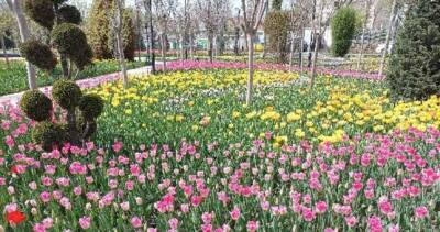 В Душанбе высажено более 10 млн. цветов